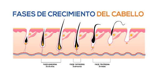 Fase de crecimiento capilar IHC