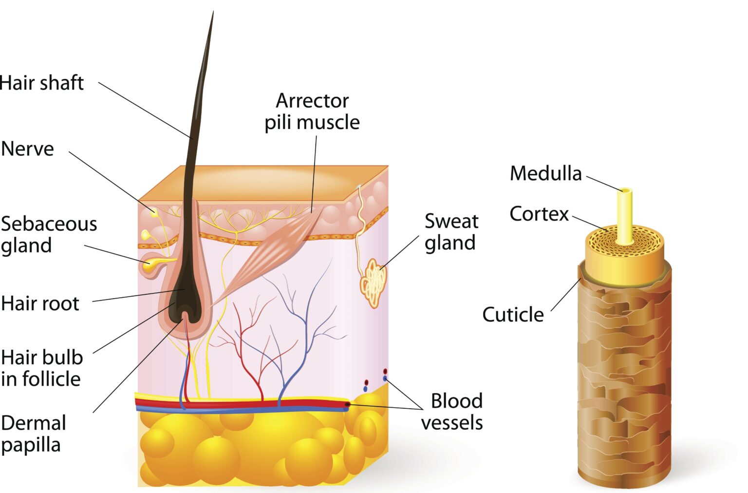 La Anatomía Del Cabello Y La Estructura Ihc